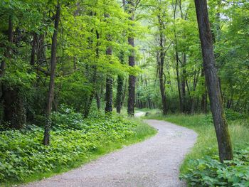 Road passing through forest