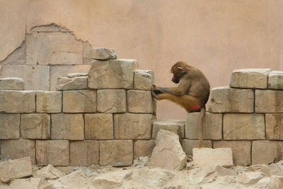 Monkey statue against stone wall