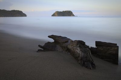 View of driftwood on beach against sky