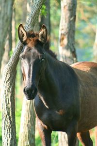Portrait of horse in forest