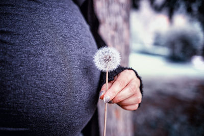 Midsection of pregnant woman holding dandelion flower