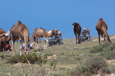 Horses grazing in a field