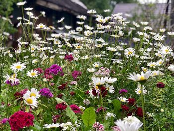 Close-up of white flowering plants on field