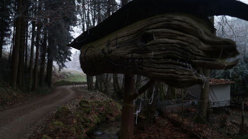 View of tree trunk in forest