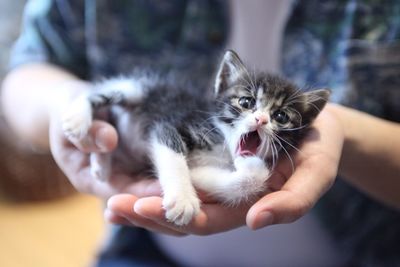 Person holding kitten at home