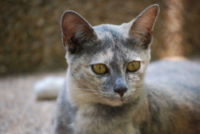 Close-up portrait of cat