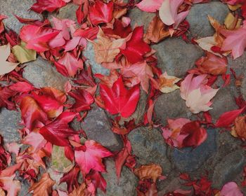 Leaves on ground