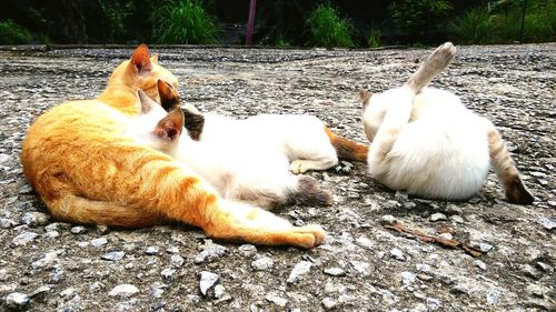 Close-up of dogs relaxing outdoors