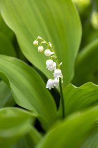 Close-up of lily of the valley flower in spring garden in bulgaria.