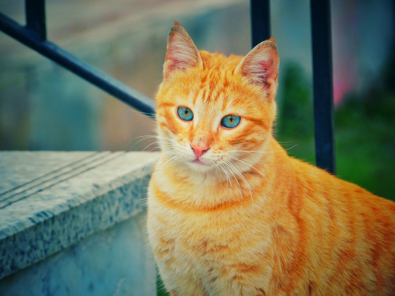 animal themes, one animal, domestic cat, pets, cat, domestic animals, feline, mammal, whisker, close-up, focus on foreground, looking away, portrait, sitting, relaxation, animal head, indoors, brown, alertness