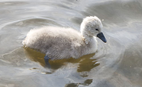 Swan swimming in lake