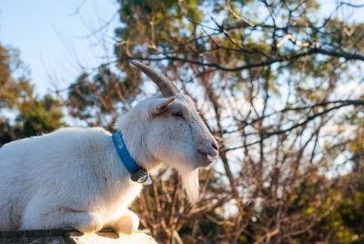Sheep in a farm