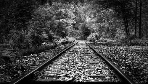 Railroad tracks in forest