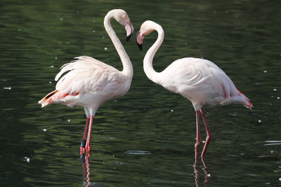 Two flamingos in lake