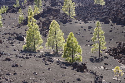 Plants growing on land