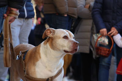 Dog looking at camera