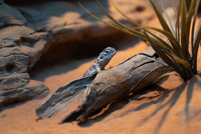 Close-up of lizard on rock