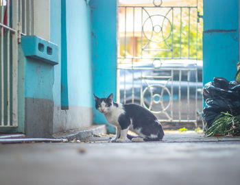 Portrait of cat sitting by window