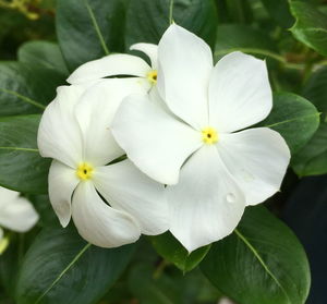 Close-up of white flowering plant