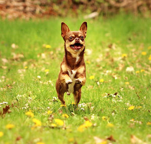 Portrait of a dog on field