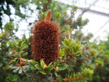 Low angle view of fruit on tree