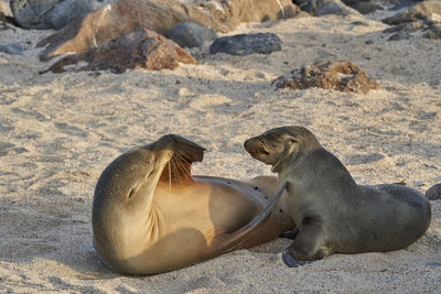 Galápagos sea lion, zalophus wollebaeki, female and pup lying on sandy beach of galapagos islands