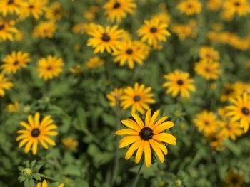 Close-up of yellow daisy flowers