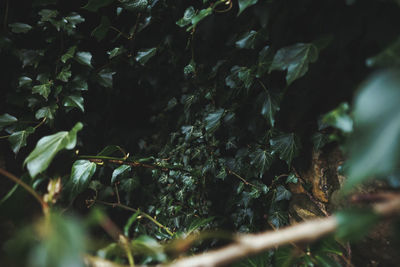 High angle view of plants growing on land