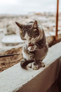 Cat in kapadokya