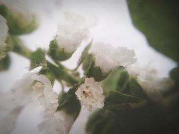 Close-up of white flowers