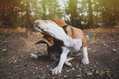 Dog sitting on field