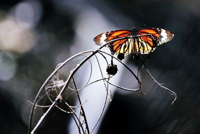 Close-up of butterfly on leaf