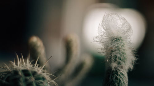 Close-up of cactus plant