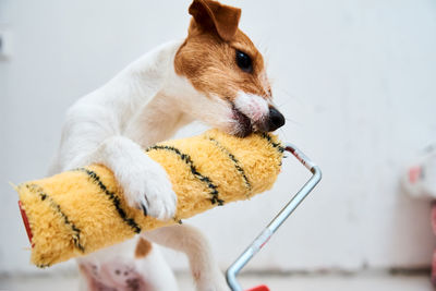 Dog jack russell terrier playing with paint roller in white room. renovation concept