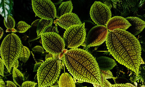 Full frame shot of plants