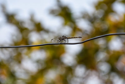 Potamarcha congener is a species of dragonfly in the family libellulidae.