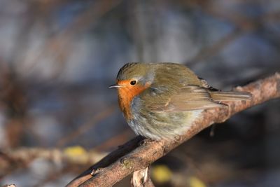 Close-up of red robin perching on branch