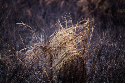 Close-up of dried plant on field