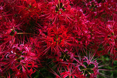 High angle view of red flowering plants