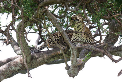 Low angle view of cat on tree