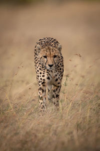 Portrait of cheetah walking on grassy field 