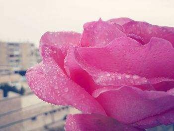 Close-up of pink rose