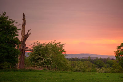 Trees on field against sky during sunset