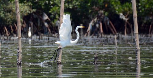 Great egret flying over lake