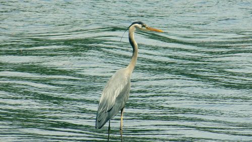 Close-up of gray heron on lake