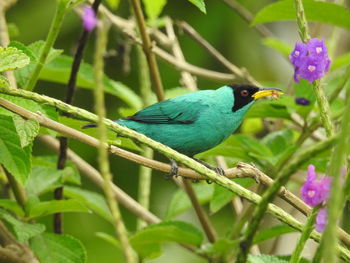 Close-up of blue perching on flower