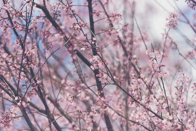 Low angle view of pink flowering tree