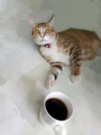 Cat drinking from coffee cup