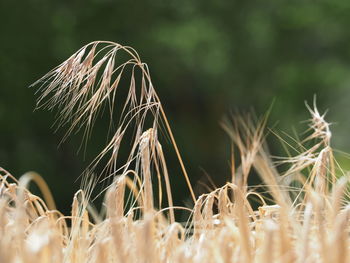 Close-up of wheat growing on field