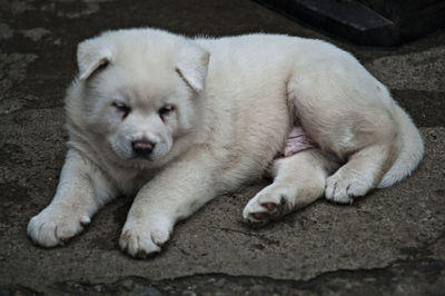 A four week old akita puppy 